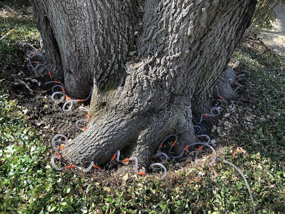 Detailed Tree Cabling and Bracing job site in Destrehan