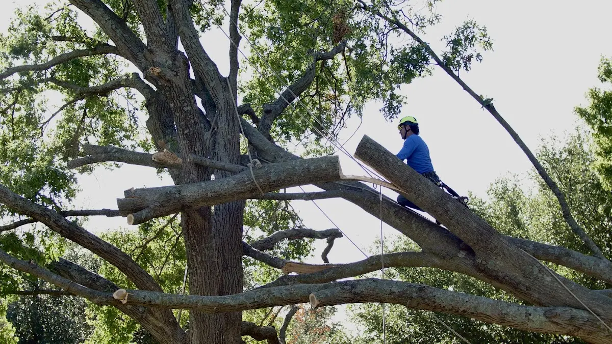 Professional Crown Thinning performed by certified arborists in Destrehan