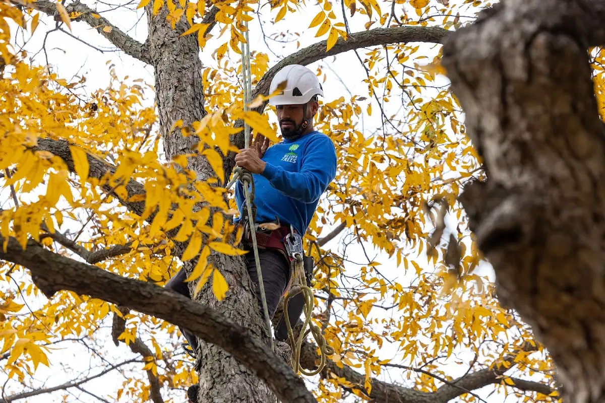 Skilled Tree Planing crew working in Destrehan